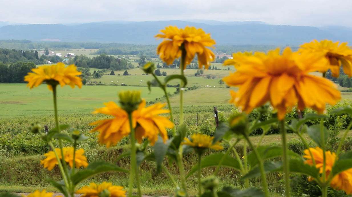 Lanaudière vins route