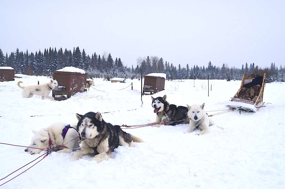 Traineau à chiens - Roadtrip d'hiver en Abitibi-Témiscamingue - Nomad Junkies