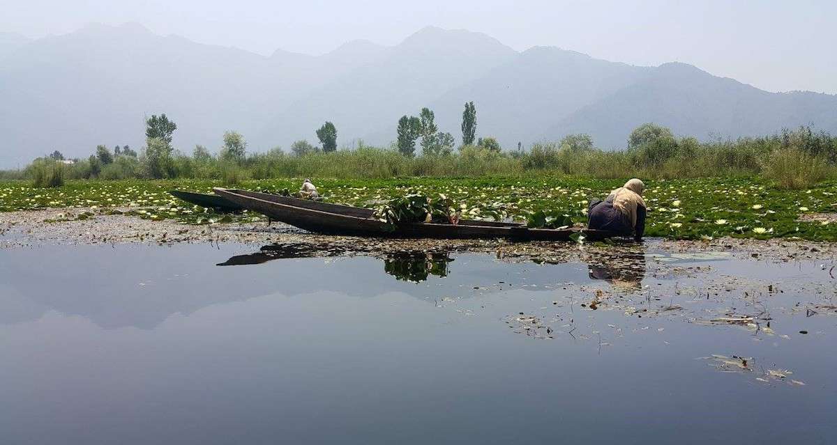 Lac de Srinagar - Voyager au Cachemire en zone instable : tout ce qu’il faut savoir - Nomad Junkies